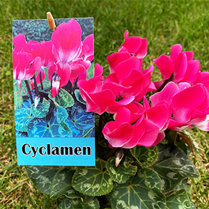 Plant tag